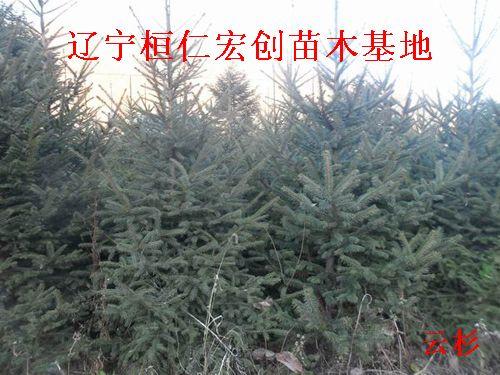 供應(yīng)云杉，云杉樹(shù)，云杉基地，遼寧云杉，桓仁云杉，東北云杉，云杉小苗
