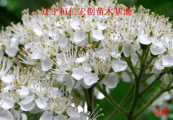供應(yīng)花楸，花楸基地，遼寧花楸，桓仁花楸，花楸小苗，花楸種子，花楸價(jià)格