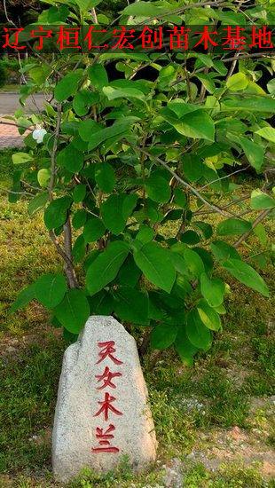 供應(yīng)天女木蘭，天女木蘭小苗，天女木蘭種子，遼寧天女木蘭，本溪天女木蘭