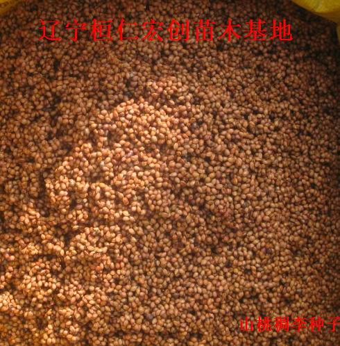 供應山桃稠李樹，山桃稠李小苗，山桃稠李種，山桃稠李基地，遼寧山桃稠李