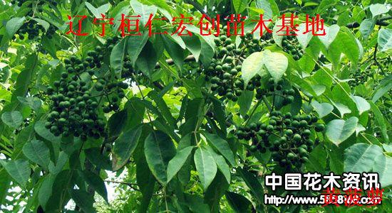 供應(yīng)黃菠蘿，黃菠蘿基地，遼寧黃菠蘿，桓仁黃菠蘿，黃菠蘿小苗，黃菠蘿種