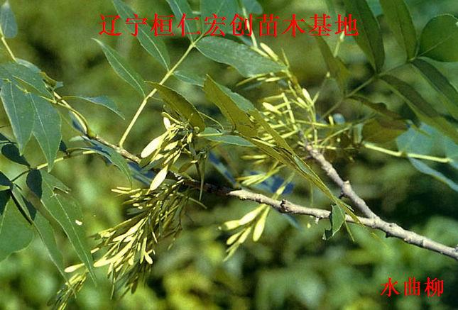 供應水曲柳，水曲柳基地，遼寧水曲柳，桓仁水曲柳，水曲柳小苗 水曲柳種