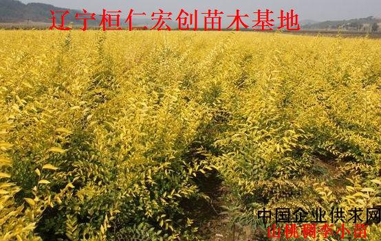 供應山桃稠李樹，山桃稠李小苗，山桃稠李種，山桃稠李基地，遼寧山桃稠李