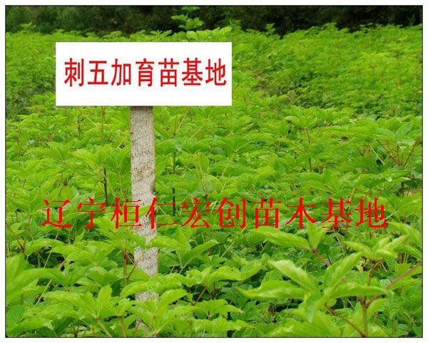 刺五加刺五加基地遼寧刺五加圖片