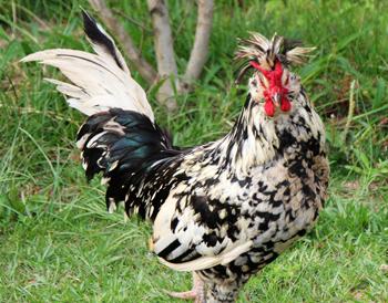 供應(yīng)徐州貴妃雞苗15952254878