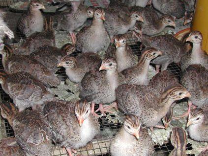 供應(yīng)睢寧珍*苗；價(jià)格；批發(fā)