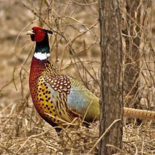 供應*蛋*苗批發(fā)