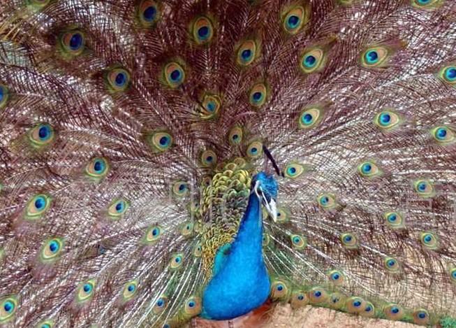 供應(yīng)宿遷*苗；*苗批發(fā)