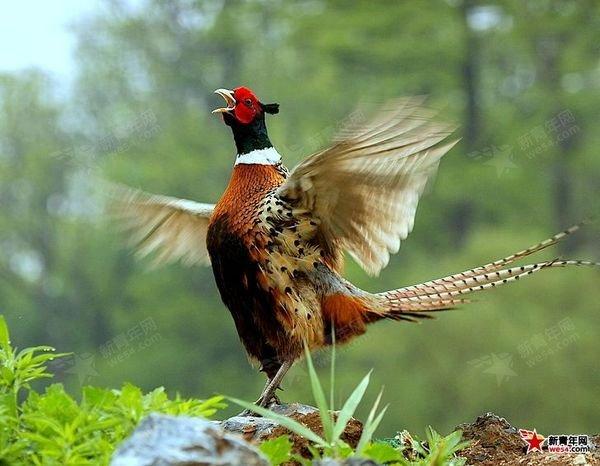 棗莊野雞苗圖片