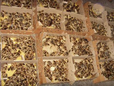 供應(yīng)徐州貴妃雞苗15952254878