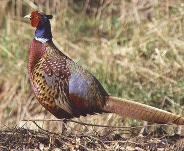 供應*蛋*苗批發(fā)