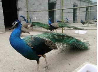 宿遷孔雀苗圖片