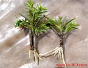 供應紅豆杉價格