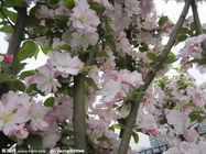 供應(yīng)紫葉李