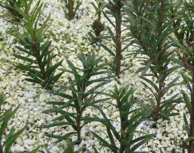 紅豆杉紫科1號(hào)扦插苗圖片