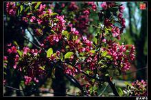 供應(yīng)櫻花