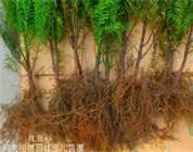 曼地亞紅豆杉紫科1號圖片