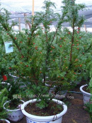 菏澤紅豆杉種苗基地售曼地亞紅豆杉種苗