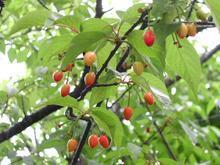 供應2厘米海棠小苗