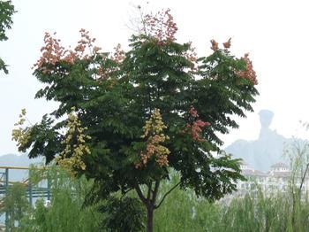 欒樹(shù)基地圖片