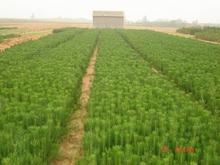 供應(yīng)白皮松