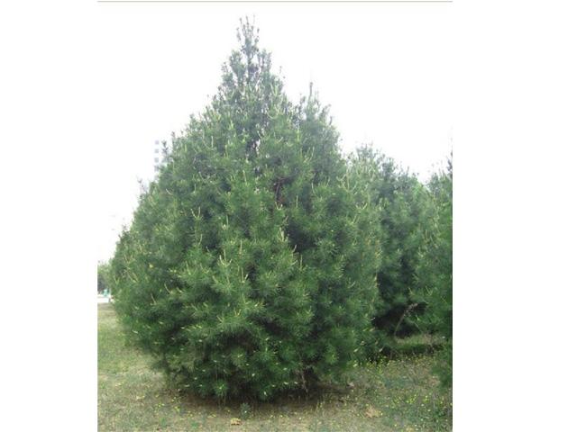 供應古交白皮松苗