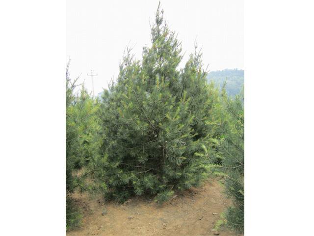 供應古交白皮松苗