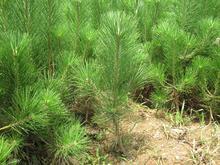 油松苗圖片/油松苗樣板圖 (3)