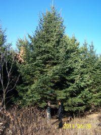 云杉種子古交圖片/云杉種子古交樣板圖 (3)