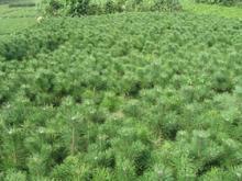 供應(yīng)甘肅省營(yíng)養(yǎng)杯油松苗