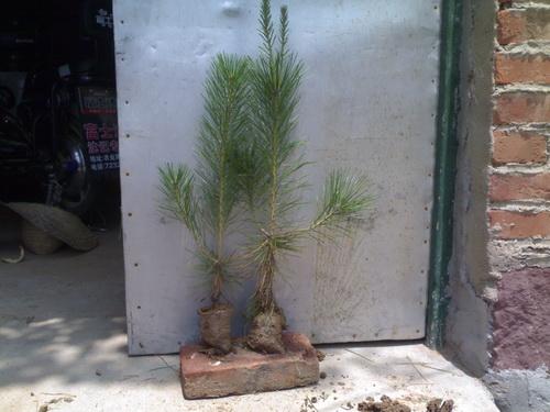 供應(yīng)山西省嵐縣營養(yǎng)袋油松苗30-50公分