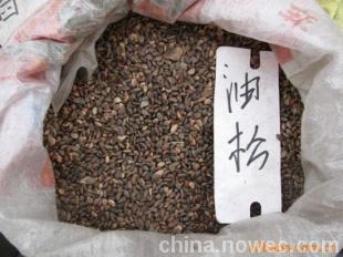 供應(yīng)隴南云杉種子