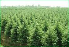 供應(yīng)定西云杉種子