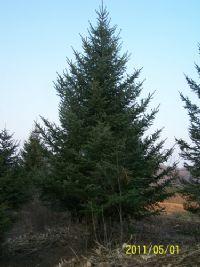 云杉種子古交圖片/云杉種子古交樣板圖 (2)