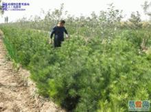 供應(yīng)營(yíng)養(yǎng)杯油松苗1米以上