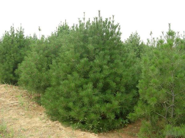 白皮松種子圖片/白皮松種子樣板圖 (2)