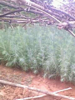 供應雪松的種子播種與育苗雪松供應商