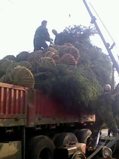 供應(yīng)3米雪松4米雪松批發(fā)價(jià)/南京雪松供貨商