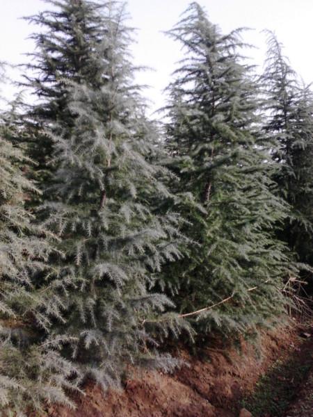 供應(yīng)2米雪松價格報價，實生雪松基地，雪松籽播苗特價