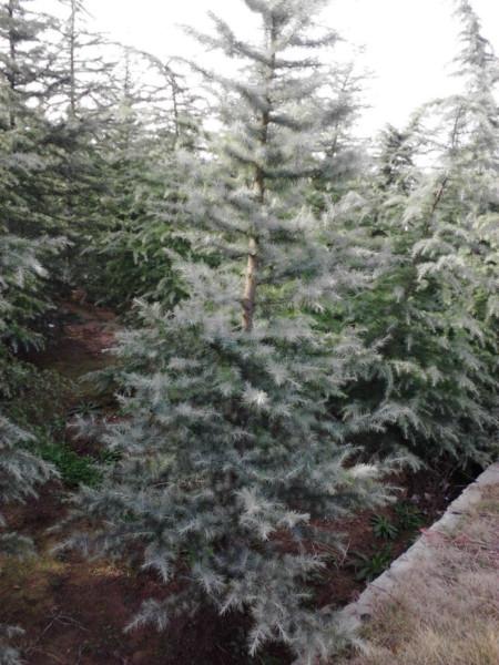 雪松價(jià)格圖片