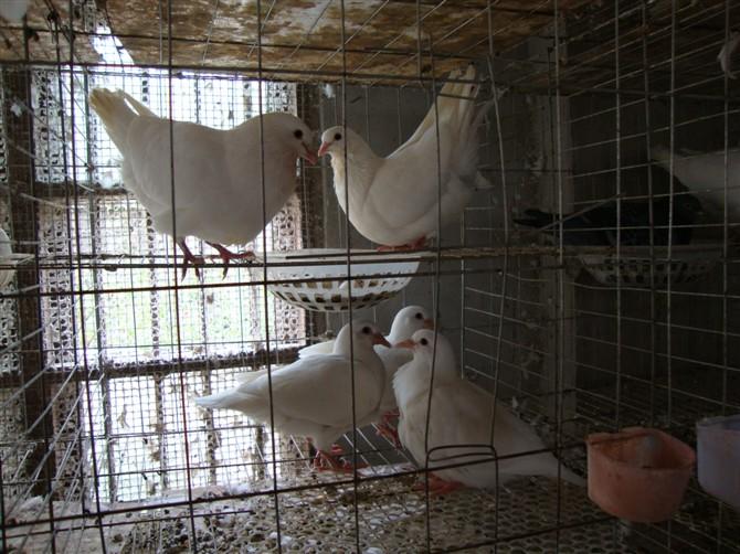 供應美國白羽王鴿2號