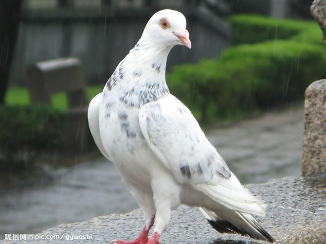 供應改良白羽王種鴿