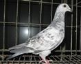 供應(yīng)銀羽王種鴿青年鴿