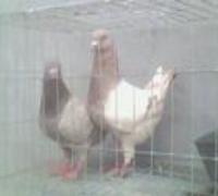 落地王牌種鴿圖片