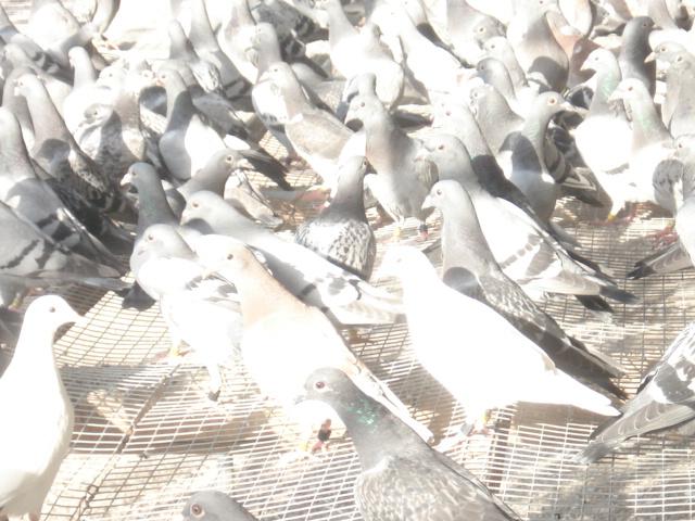 供應(yīng)阜陽(yáng)養(yǎng)白羽王肉鴿