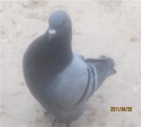 供應(yīng)五福黑落地王