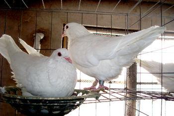 淮南白羽王鴿圖片