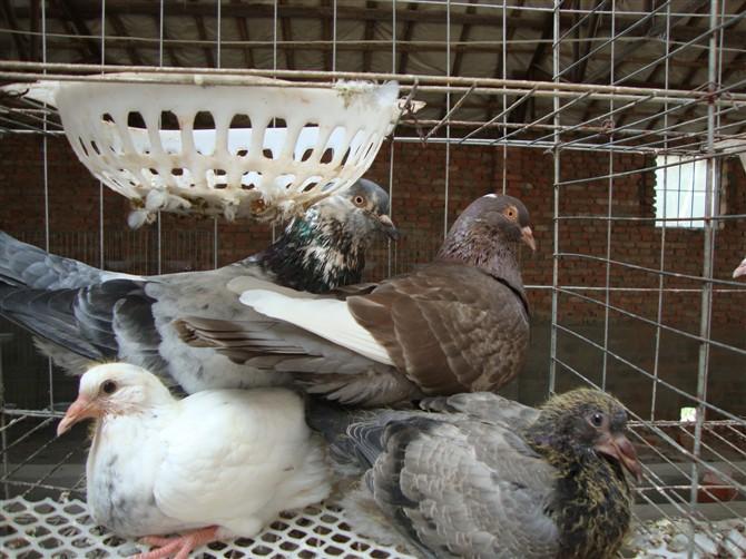 供應(yīng)五福種鴿類(lèi)