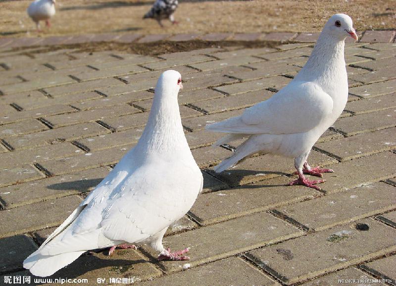 供應美國白羽王鴿2號