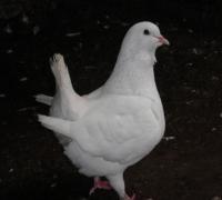 供應(yīng)五福*白羽王